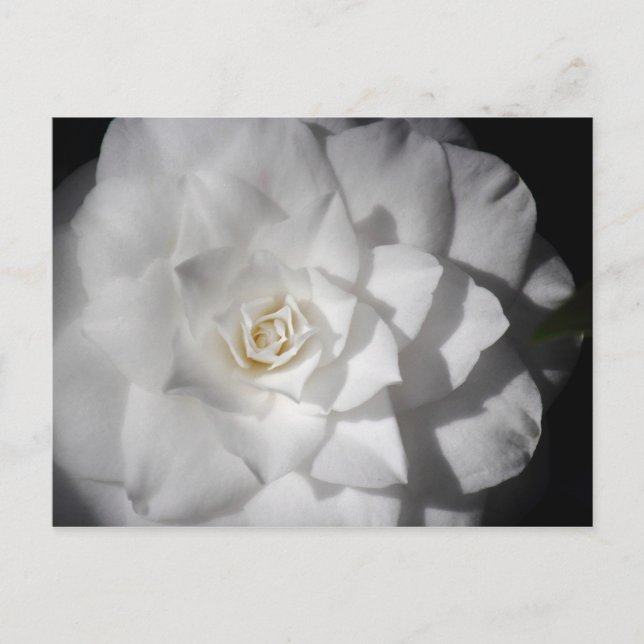 White Camelia Postcard (Front)