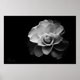white camellia BW Poster