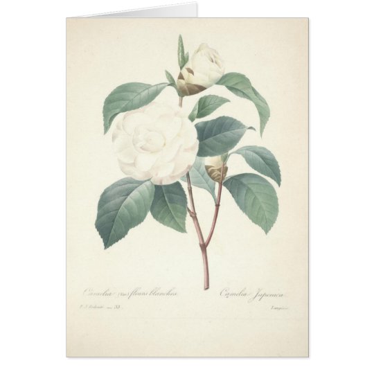 White Camellia by Redoute Card