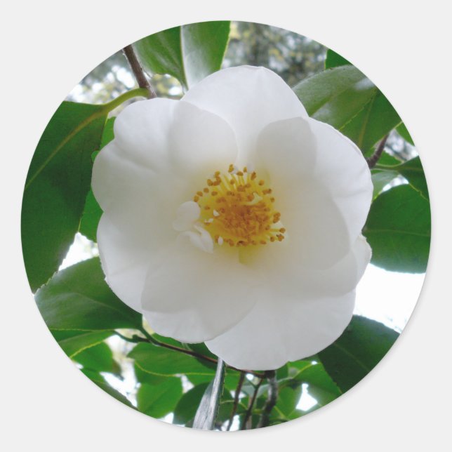 White Camellia Classic Round Sticker (Front)