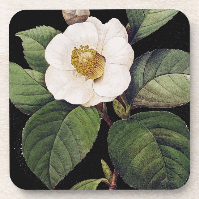 White Camellia Coaster (Front)