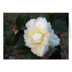 white camellia flower
