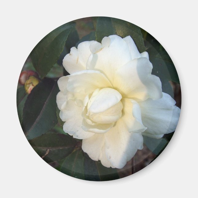white camellia flower magnet (Front)