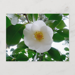 White Camellia Postcard