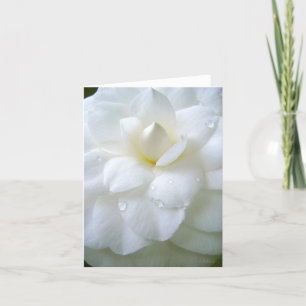 White Camellia with dew Thank You Card