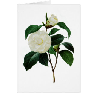 White Camellias by Pierre-Joseph Redoute