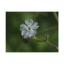 White Campion Wildflower Floral Postcard