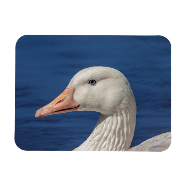 White Canadian Goose Magnet (Horizontal)