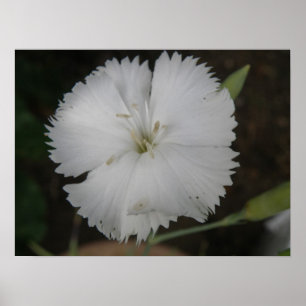 White Carnation Print