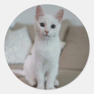 White cat classic round sticker