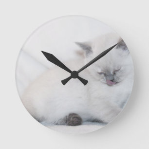 White cat grooming itself round clock