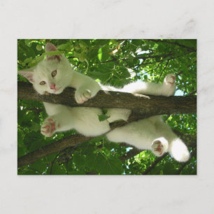 White Cat In Tree Postcard