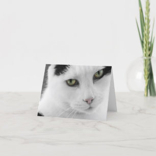 White Cat Note Card