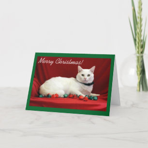 White Cat on Red Background Holiday Card