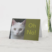 White Cat photo humourous get well card