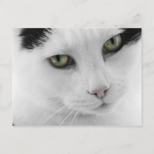 White Cat Postcard