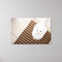White cat sitting on mat