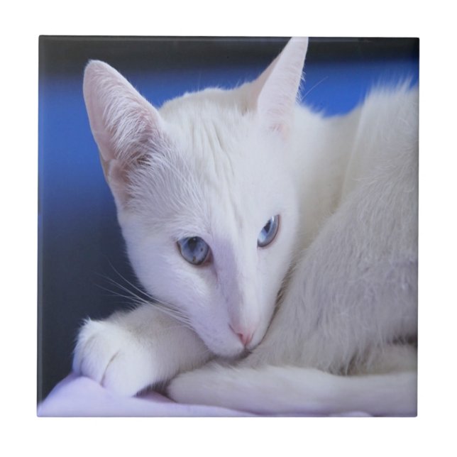 White Cat With Blue Eyes Tile (Front)