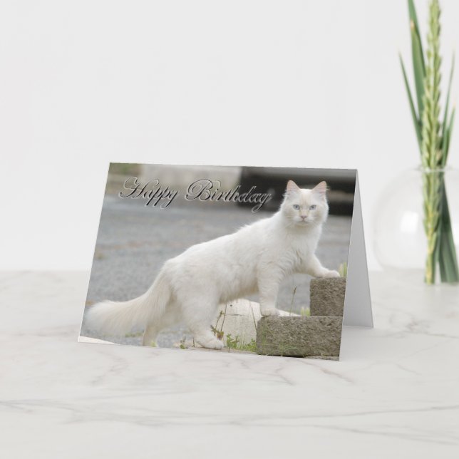 White cat with Happy Birthday Card (Front)