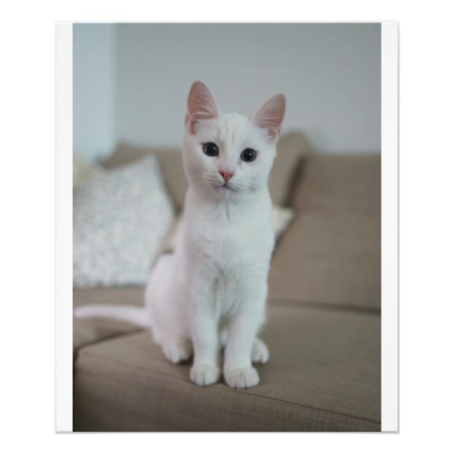 White cat | Zazzle_Growshop. Photo Print (Front)