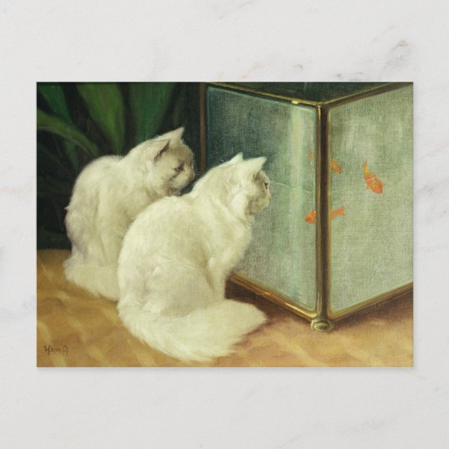 White Cats Watching Goldfish Postcard (Front)