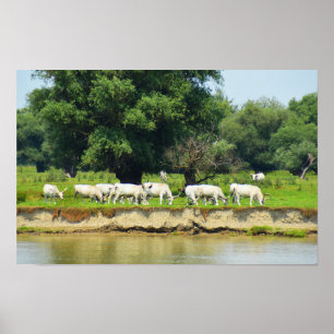 White cattle and river Danube Poster
