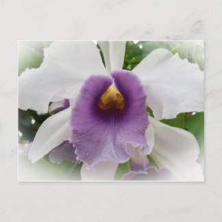 White Cattleya Orchid Flower Postcard