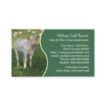 White charolais calf with green panel