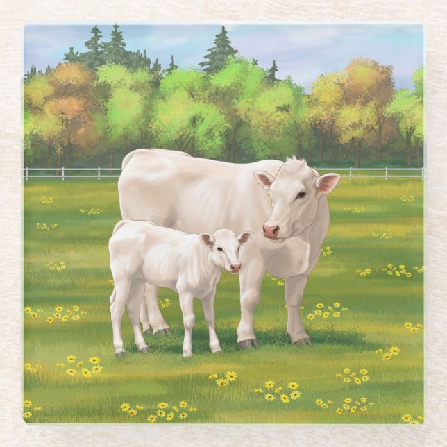 White Charolais Cow & Cute Calf Beef Cattle Glass Coaster (Front)