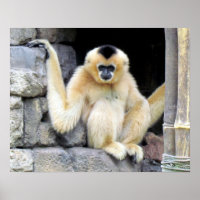 White Cheeked Gibbon (2264) Poster