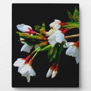 White Cherry Blossom photo Plaque