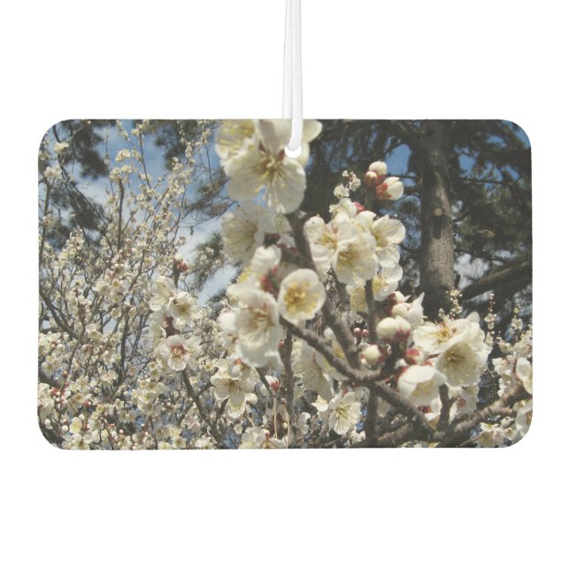 White Cherry Blossom / Sakura / サクラ（桜） Air Freshener (Front)