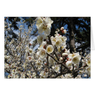 White Cherry Blossom / Sakura / サクラ（桜）Card