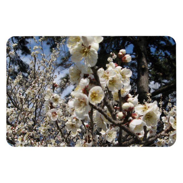 White Cherry Blossom / Sakura / サクラ（桜） Magnet (Horizontal)