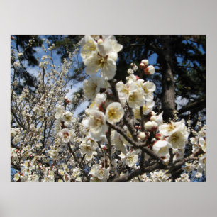 White Cherry Blossom / Sakura / サクラ(桜) Poster