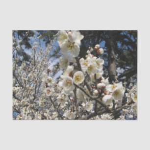 White Cherry Blossom / Sakura / サクラ（桜） Tissue Paper