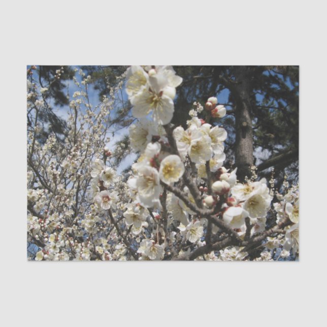 White Cherry Blossom / Sakura / サクラ（桜） Tissue Paper (Front)