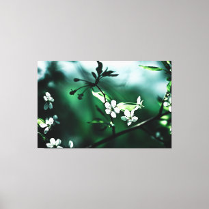 White Cherry Blossoms Canvas Print