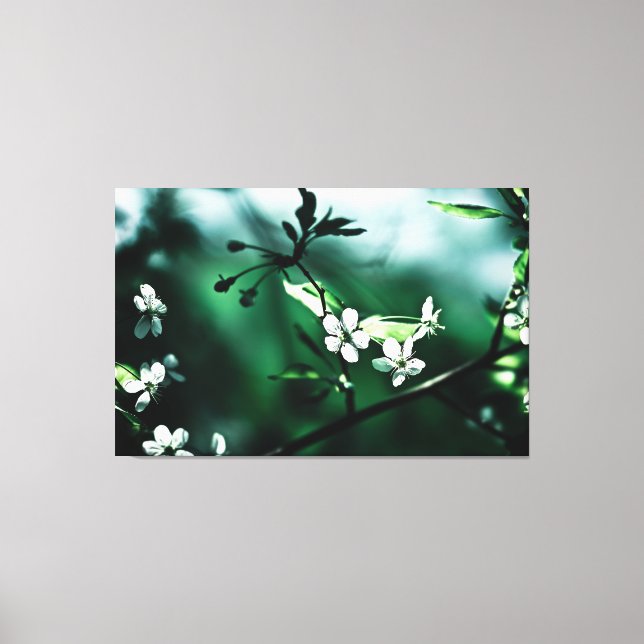 White Cherry Blossoms Canvas Print (Front)