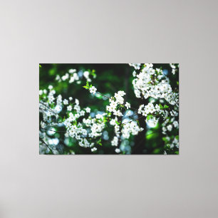 White Cherry Blossoms Green Leaves Canvas Print