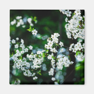White Cherry Blossoms Green Leaves Magnet