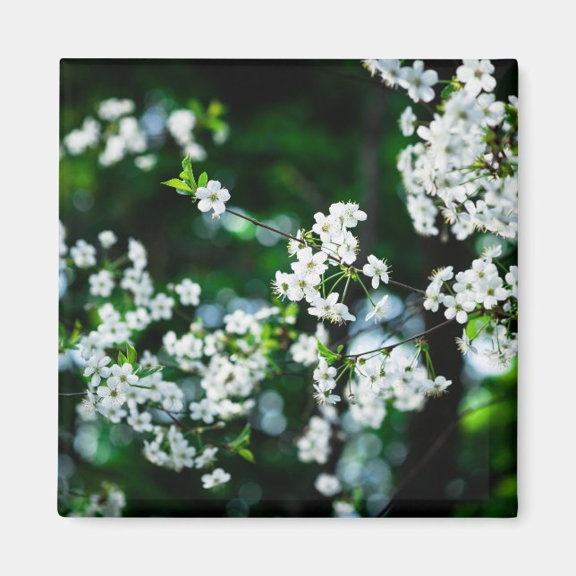 White Cherry Blossoms Green Leaves Magnet (Front)