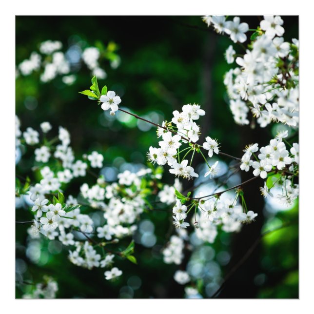 White Cherry Blossoms Green Leaves Photo Print (Front)