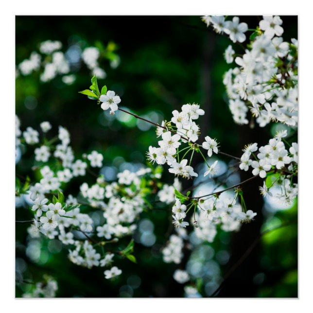 White Cherry Blossoms Green Leaves Poster (Front)