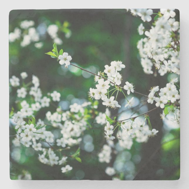 White Cherry Blossoms Green Leaves Stone Coaster (Front)