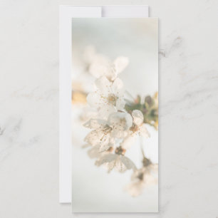White Cherry Blossoms Nature Photo Card