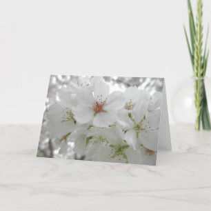White Cherry Blossoms Photo Card