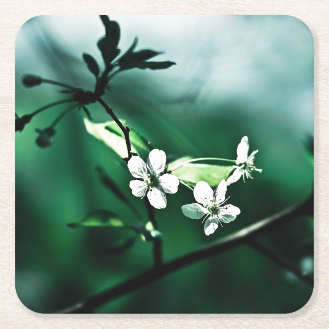 White Cherry Blossoms Square Paper Coaster (Front)