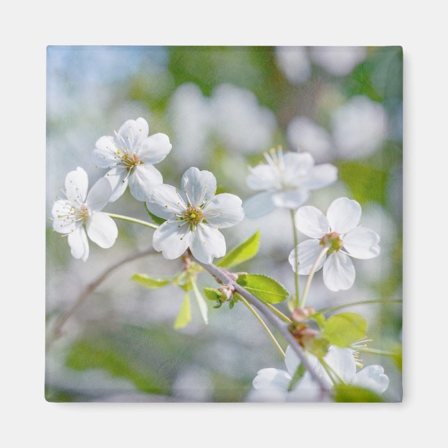 White Cherry Flower Magnet (Front)