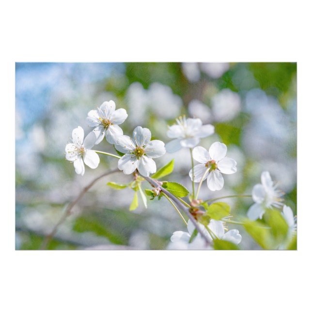 White Cherry Flower Photo Print (Front)